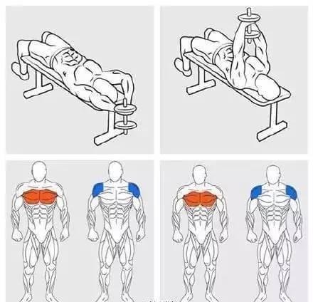 详解健身房常用器材和相应动作锻炼肌半岛bandao体育肉！(图3)